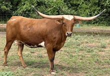 SDR LONG SAFARI