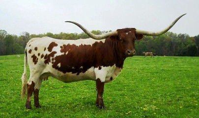 Redman's Legacy, 5D Ranch in Wisconsin, G&G Texas Longhorns, Legacy Sale 2012