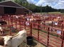 Longhorn Sale 2023